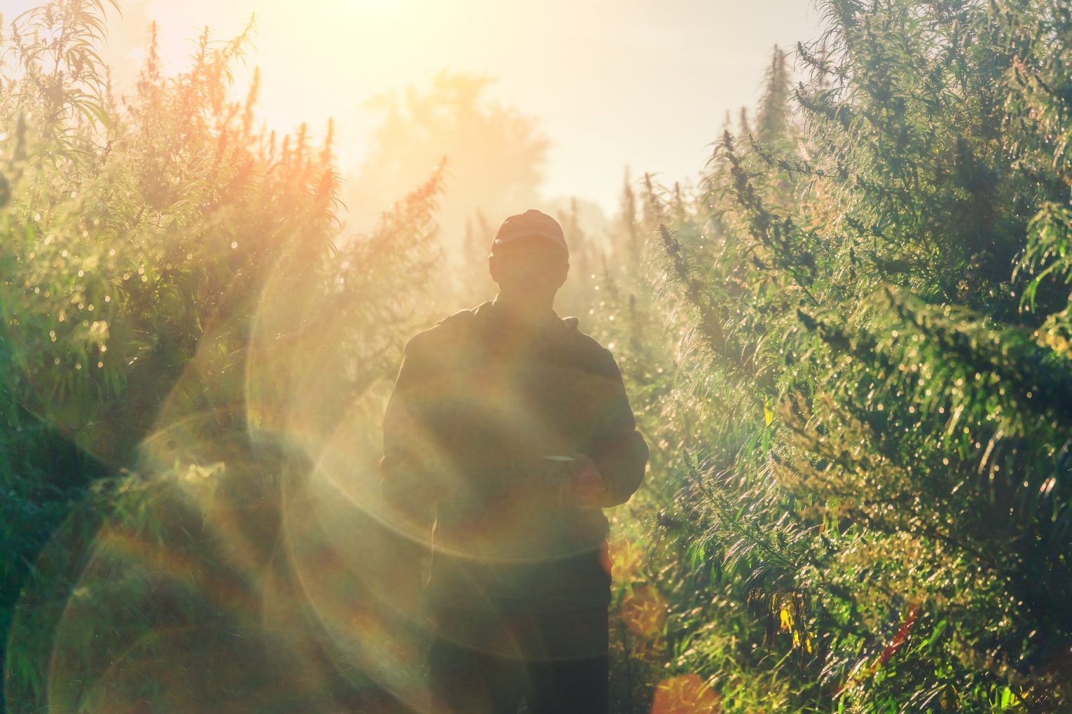 Hemp Farmer